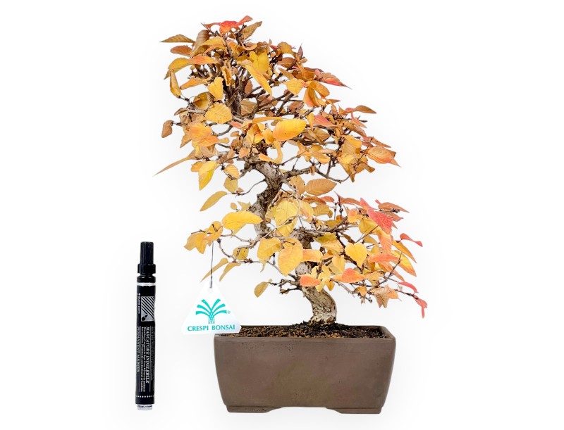 Hainbuche Bonsai von 31 cm | Rechteckiger Steingut Topf