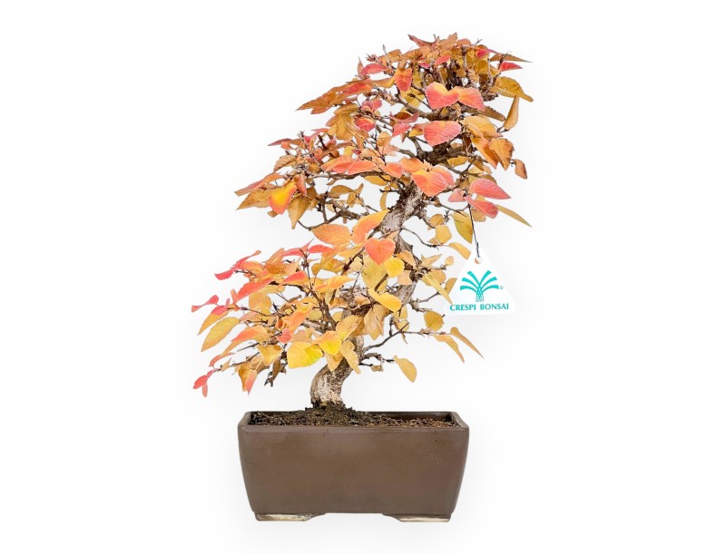 Hainbuche Bonsai von 31 cm | Rechteckiger Steingut Topf