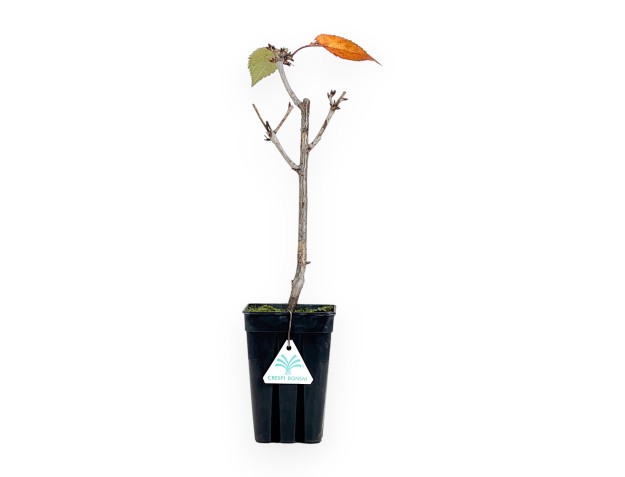 Pianta da lavorare di prunus da 41 cm | Vaso in plastica