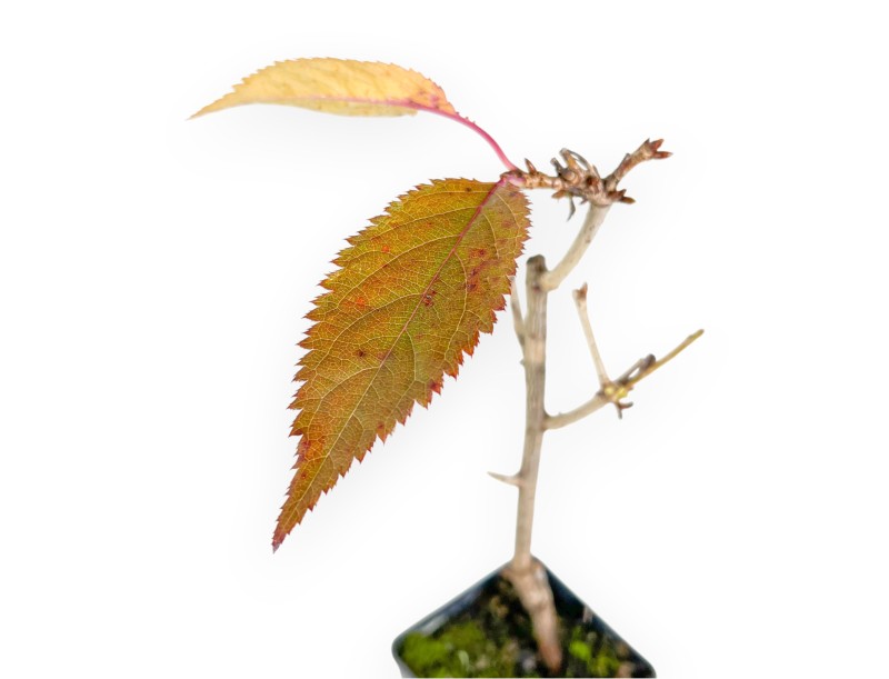 Werkplant van prunus van 41 cm | Plastic pot