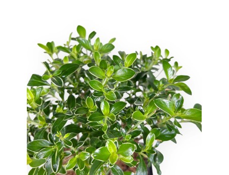 Serissa Foetida Variegata - Serissa - 27 cm