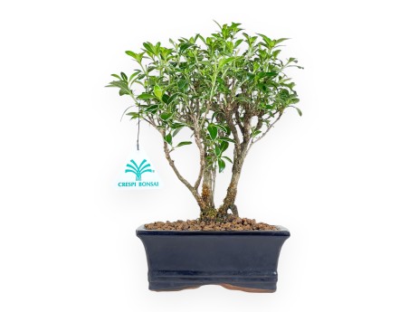 Serissa Foetida Variegata - Serissa - 27 cm
