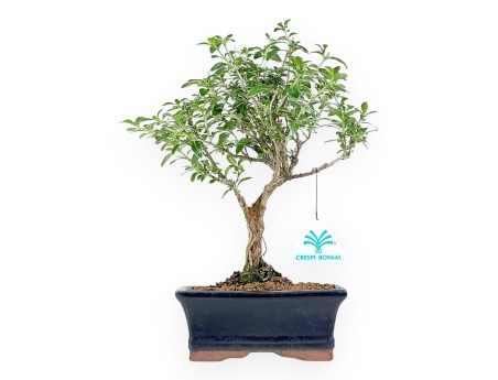 Serissa Foetida Variegata - Serissa - 27 cm