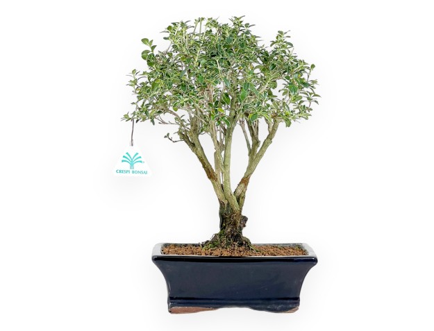 Serissa bonsai van 38 cm | Rechthoekige donkerblauw pot