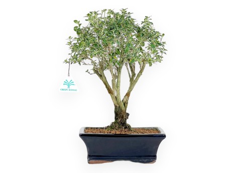 Serissa bonsái de 38 cm | Maceta rectangular azul oscuro