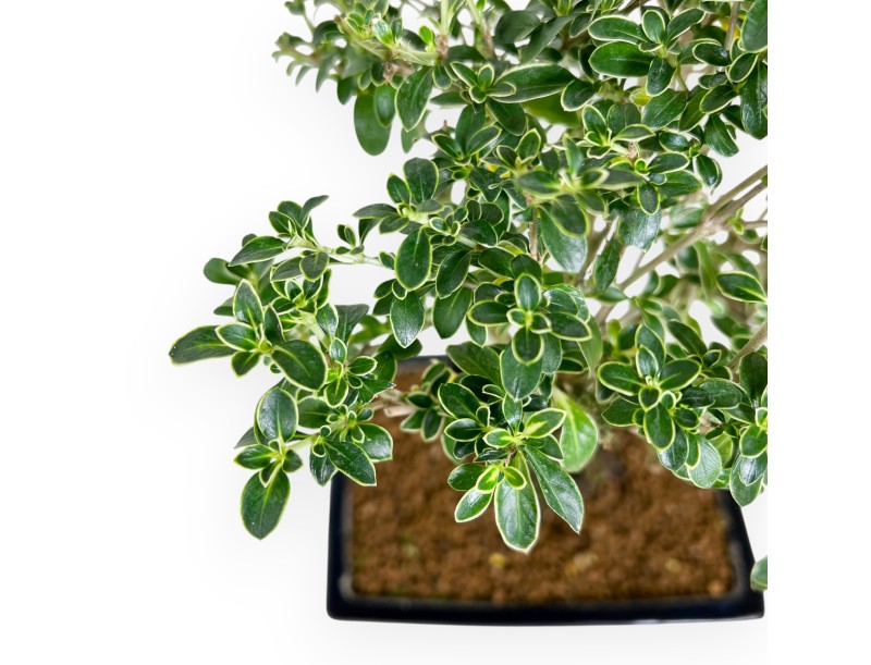 Serissa bonsái de 38 cm | Maceta rectangular azul oscuro