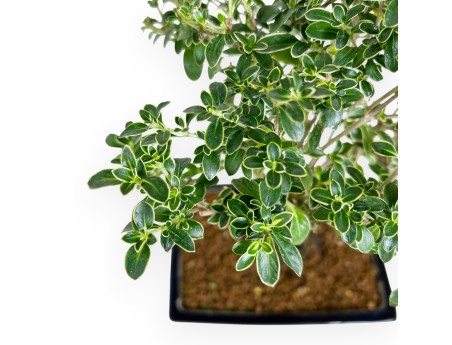 Bonsai di serissa da 38 cm | Vaso rettangolare blu scuro