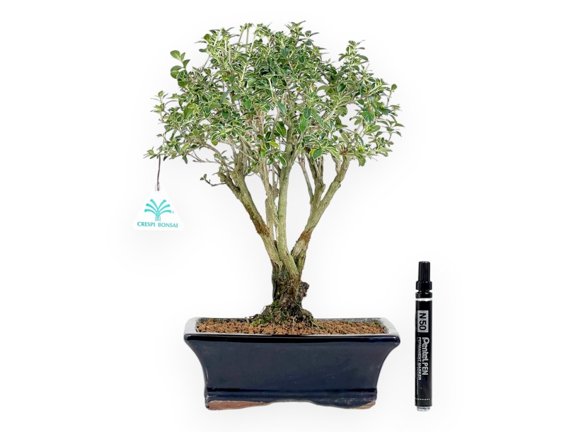 Serissa bonsái de 38 cm | Maceta rectangular azul oscuro