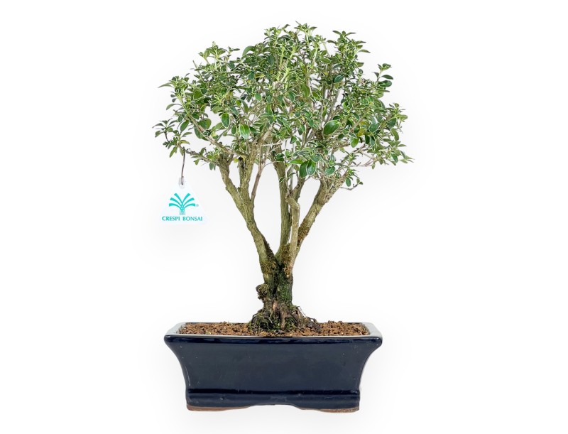 Serissa bonsái de 38 cm | Maceta rectangular azul oscuro