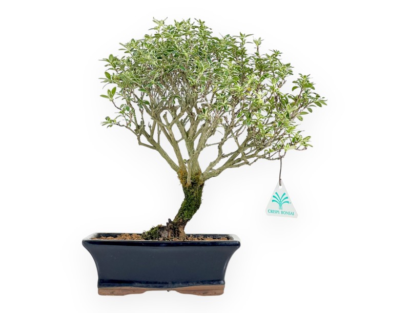 Serissa bonsái de 38 cm | Maceta rectangular azul oscuro