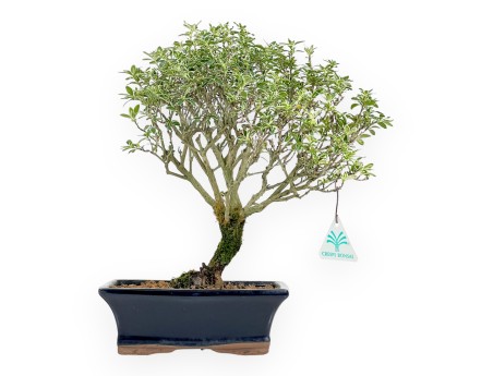 Serissa bonsái de 38 cm | Maceta rectangular azul oscuro