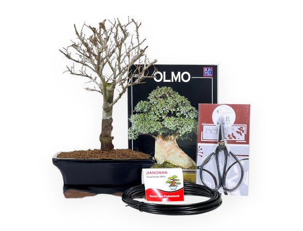 Startpaket Ulmus parviflora für Anfänger