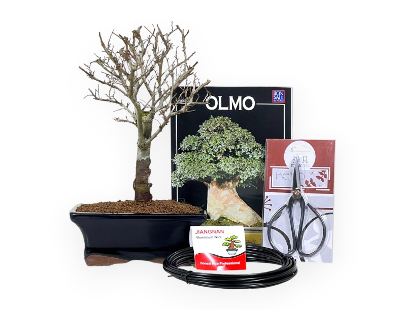 Startpaket Ulmus parviflora für Anfänger