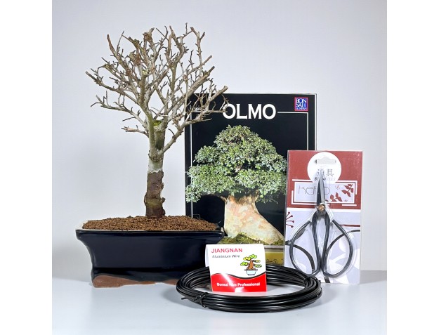 Start kit Ulmus parviflora for beginners 2