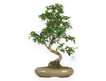 45 cm Carmona bonsai | Olive-green oval pot