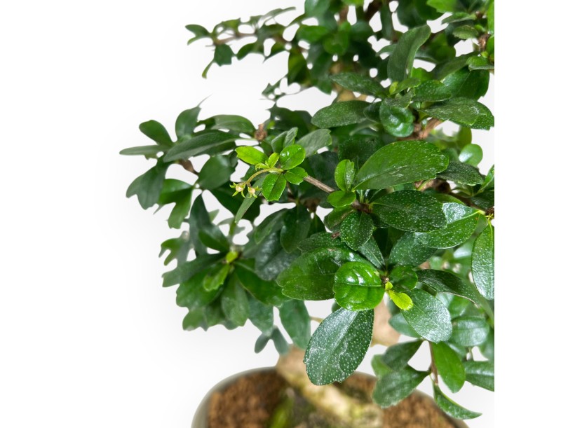 45 cm Carmona bonsai | Olive-green oval pot