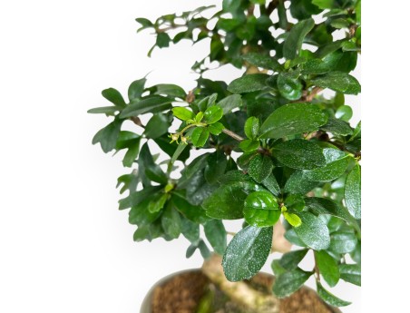 Bonsai di Carmona da 45 cm | Vaso ovale verde oliva
