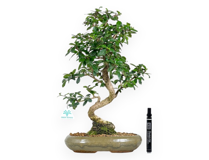 45 cm großer Carmona-Bonsai | Ovaler, olivgrüner Topf