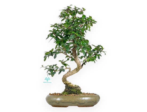 Bonsaï de Carmona de 45 cm | Pot ovale vert olive