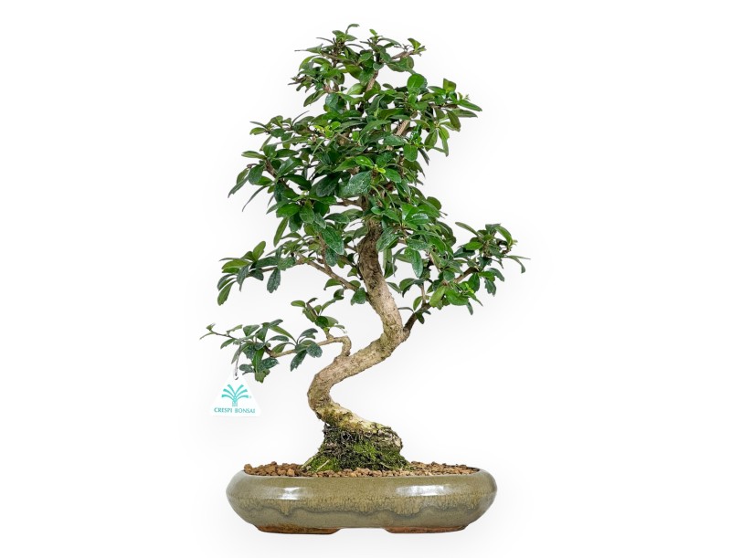 Bonsái de Carmona de 45 cm | Maceta ovalada de color verde oliva