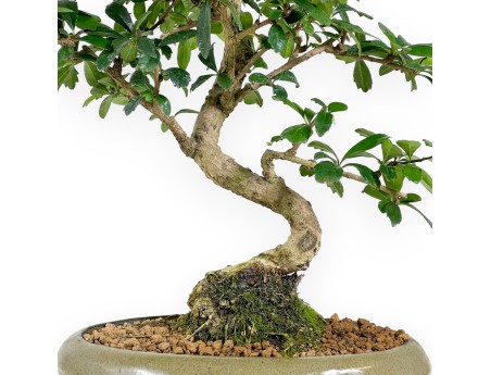 45 cm Carmona bonsai | Olive-green oval pot