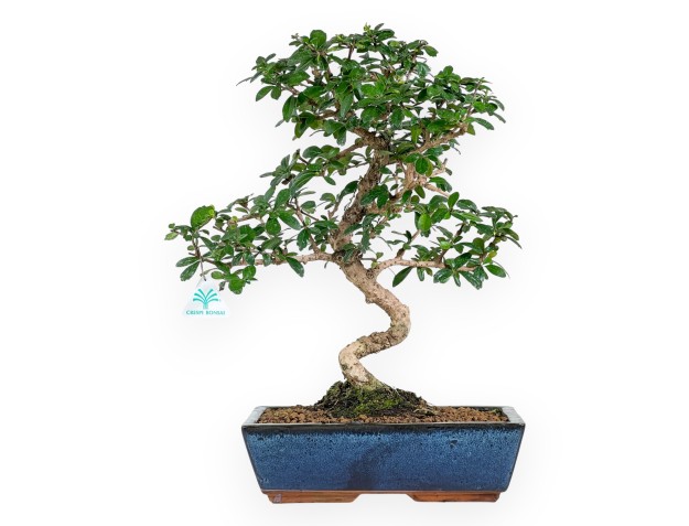Carmona bonsai, 48 cm | Blue rectangular pot