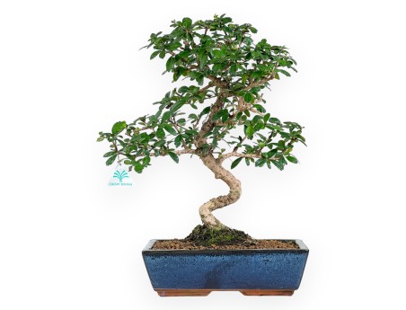 Carmona bonsái de 48 cm | Maceta rectangular azul
