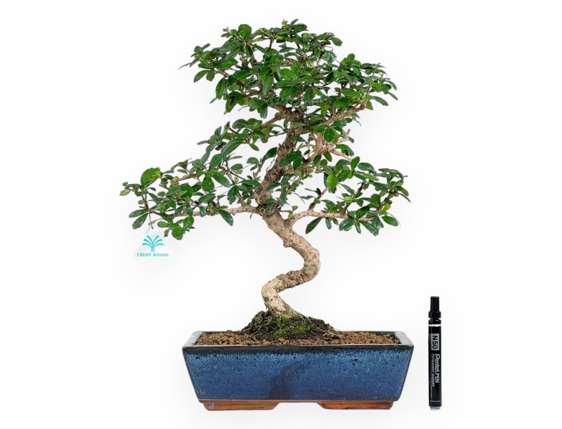 Carmona bonsai van 48 cm | Rechthoekige blauw pot