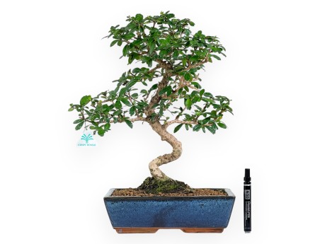 Carmona bonsaï de 48 cm | Pot rectangulaire bleu