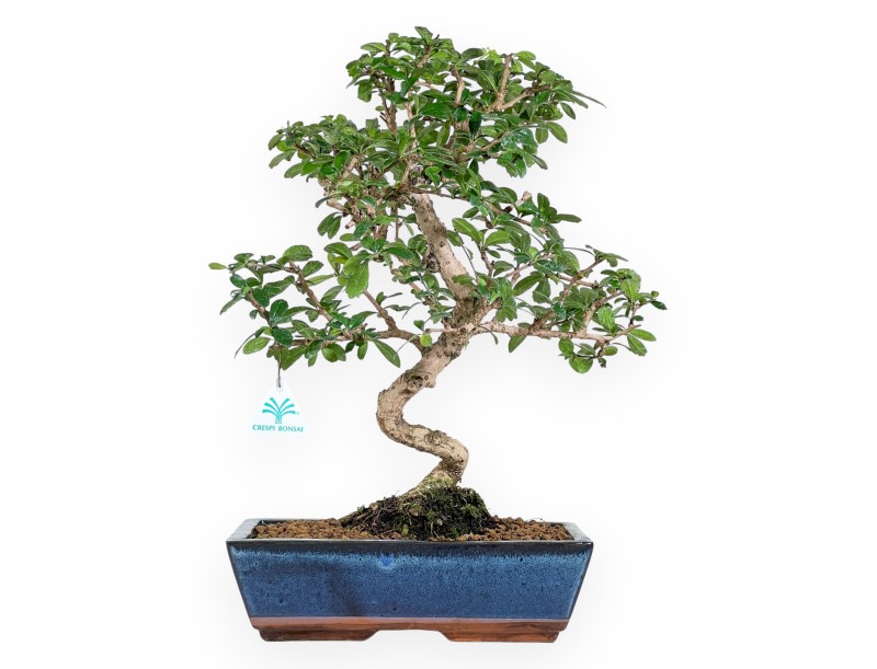 Carmona bonsai van 48 cm | Rechthoekige blauw pot