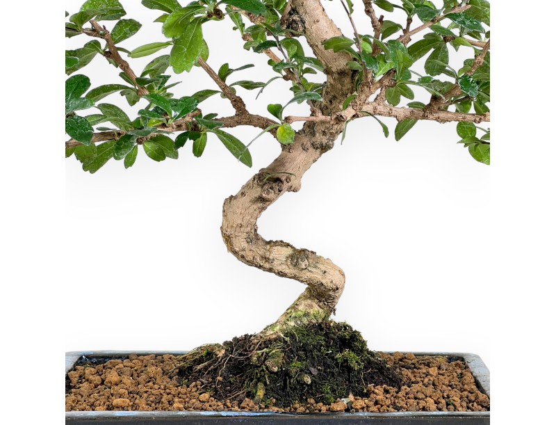 Carmona bonsai van 48 cm | Rechthoekige blauw pot