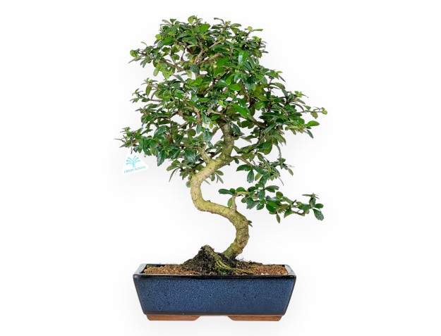 Carmona bonsai 54 cm | Blue rectangular pot