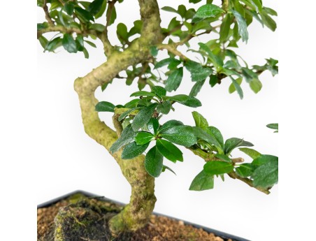 Carmona bonsai 54 cm | Blue rectangular pot