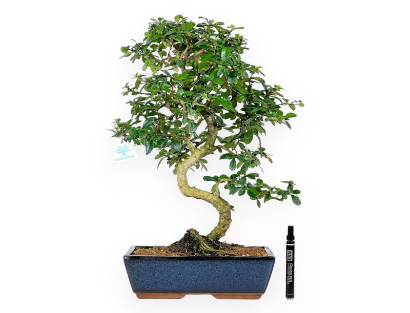 Carmona bonsai van 54 cm | Rechthoekige blauw pot