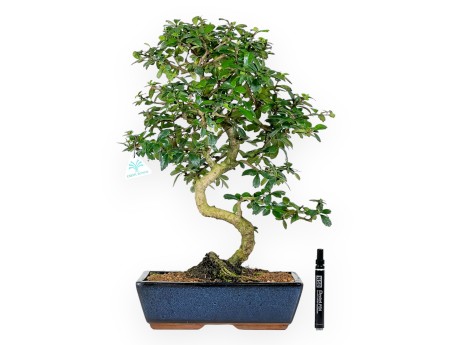Carmona bonsai 54 cm | Blue rectangular pot