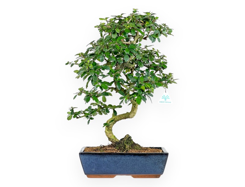 Carmona bonsái de 54 cm | Maceta rectangular azul