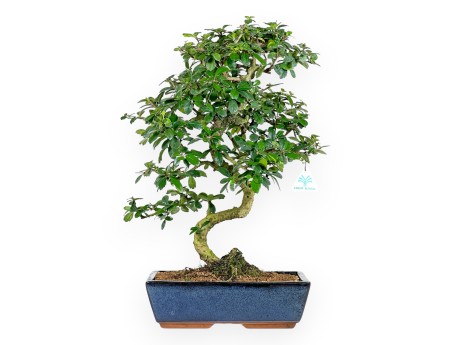 Bonsai di Carmona da 54 cm | Vaso rettangolare blu