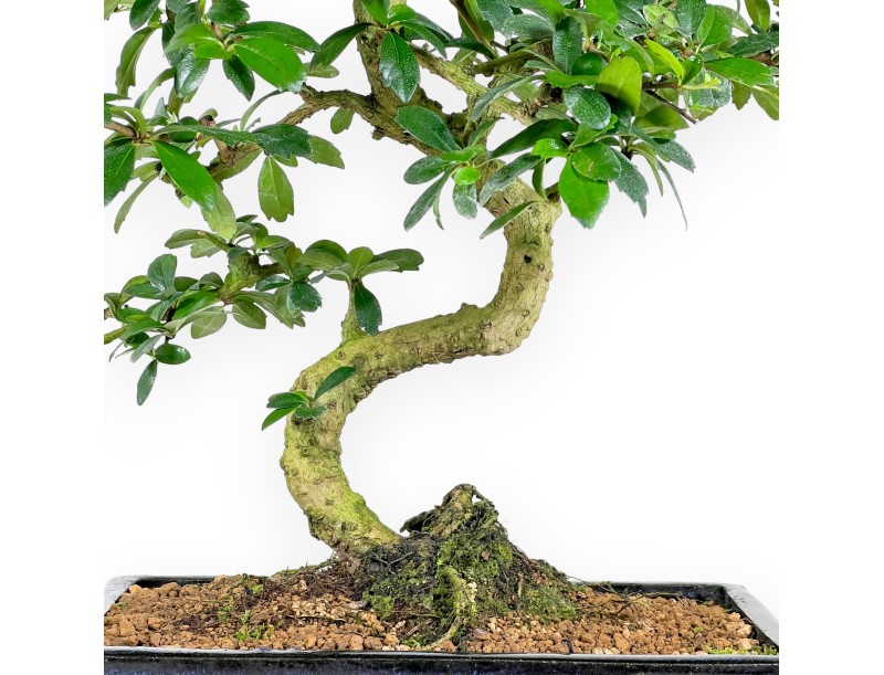 Carmona bonsái de 54 cm | Maceta rectangular azul