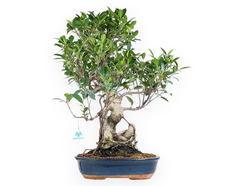 Ficus bonsaï de 61 cm | Pot ovale bleu