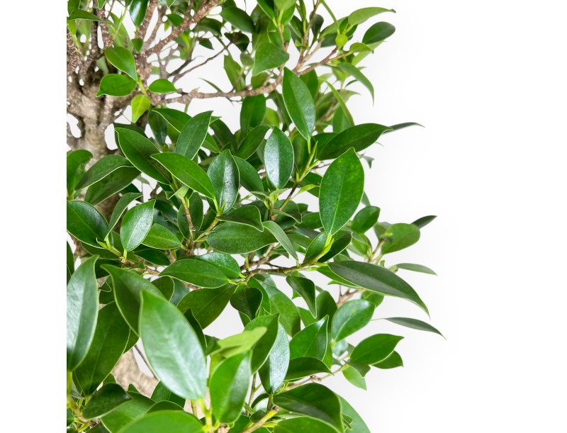 Ficus bonsaï de 61 cm | Pot ovale bleu
