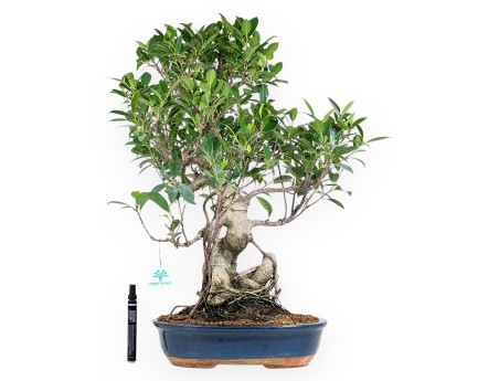 Ficus bonsaï de 61 cm | Pot ovale bleu