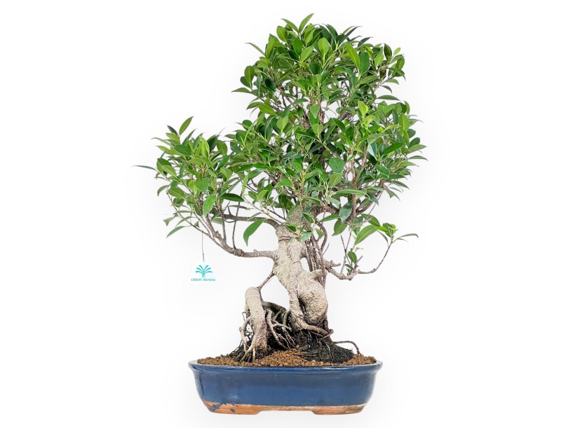 Ficus bonsaï de 61 cm | Pot ovale bleu