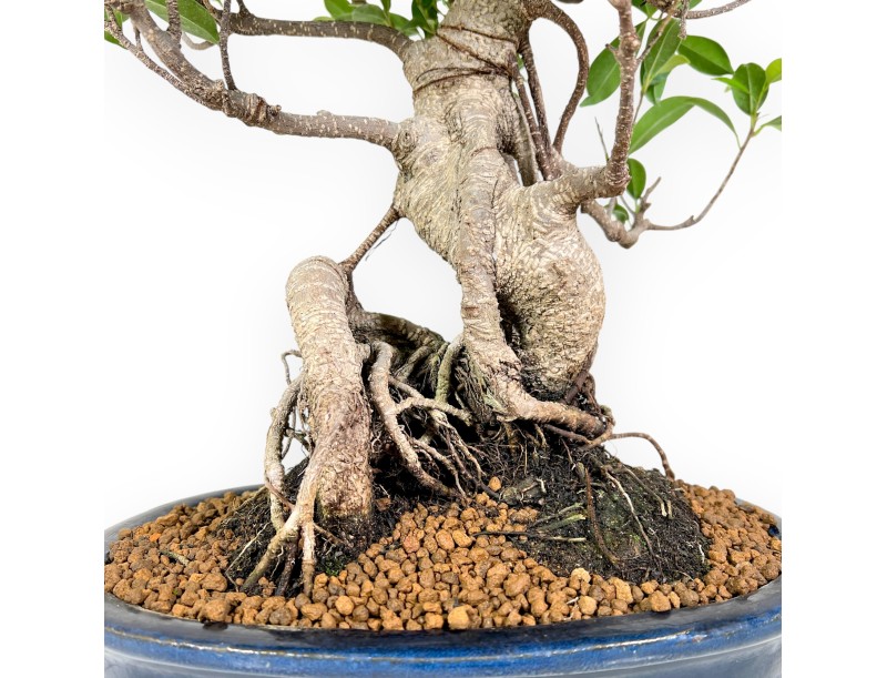 Ficus bonsaï de 61 cm | Pot ovale bleu