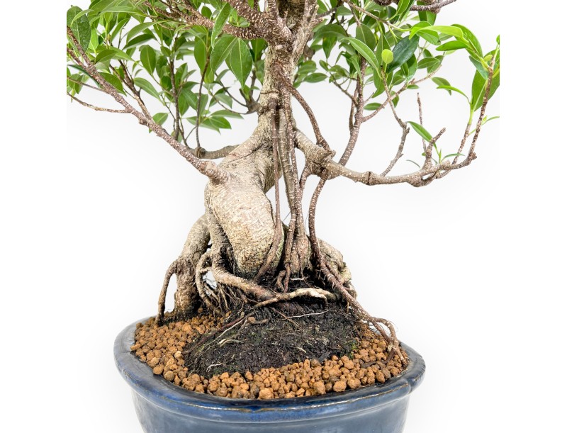 Ficus bonsaï de 61 cm | Pot ovale bleu