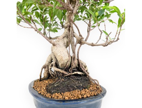 Ficus bonsaï de 61 cm | Pot ovale bleu
