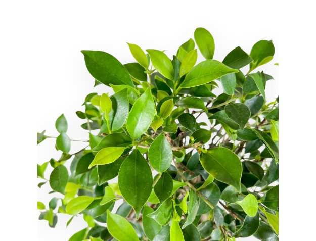 Bonsai di ficus da 47 cm | Vaso ovale blu 2