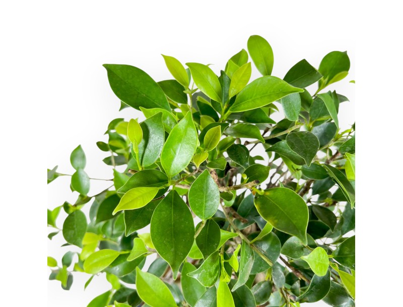 Bonsai di ficus da 47 cm | Vaso ovale blu