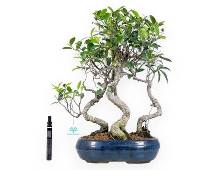 Bonsai di ficus da 47 cm | Vaso ovale blu