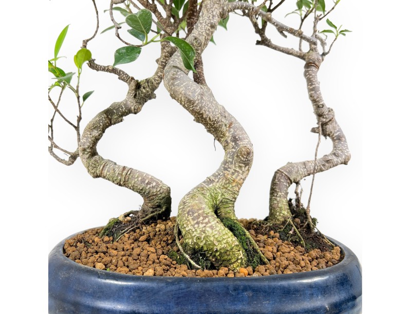 Bonsai di ficus da 47 cm | Vaso ovale blu