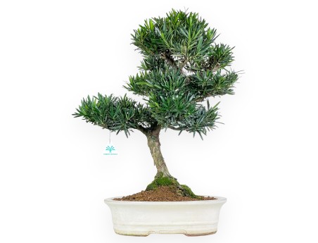 Podocarpus bonsái de 60 cm | Maceta oval beige